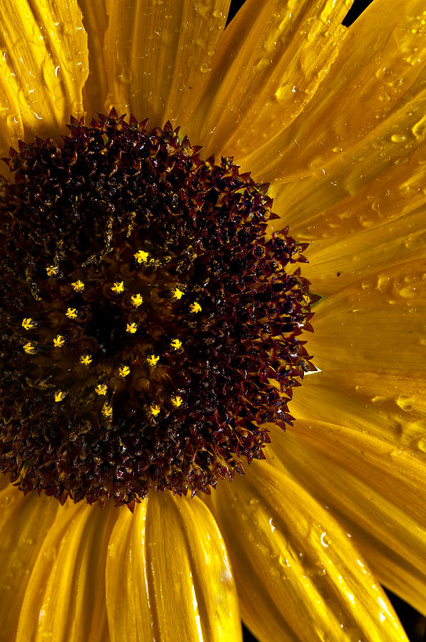 Sunflower Number 2 Photograph