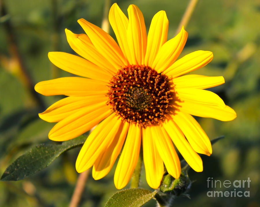 Sunflower Photograph by Pamela Walrath
