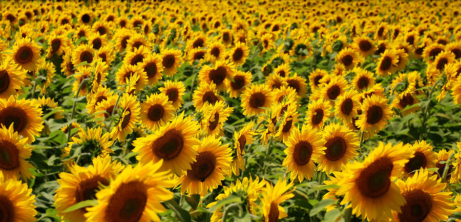 Sunflower Panorama Photograph by Nancy De Flon