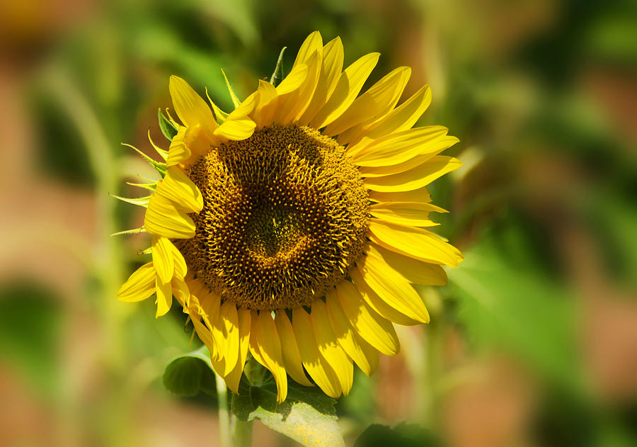 Sunflowers Photograph - Sunflower Patch II by Lisa Moore