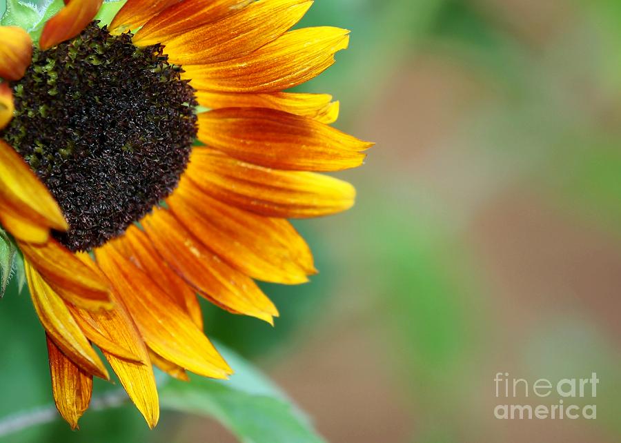 Sunflower Peeking In Photograph by Sabrina L Ryan