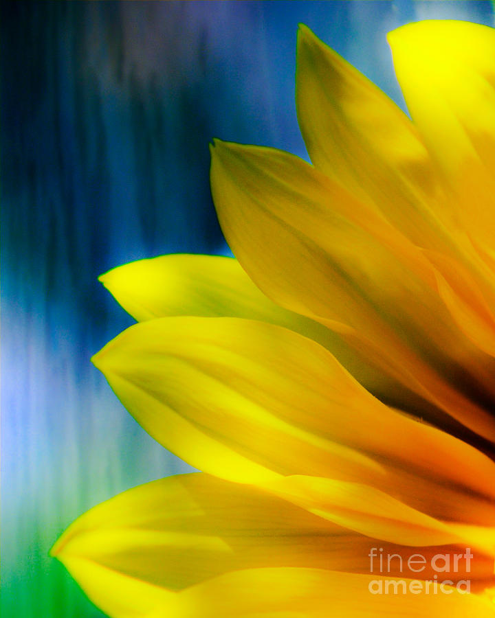 Sunflower Petals bathed in Sunlight. Photograph by Emilio Lovisa