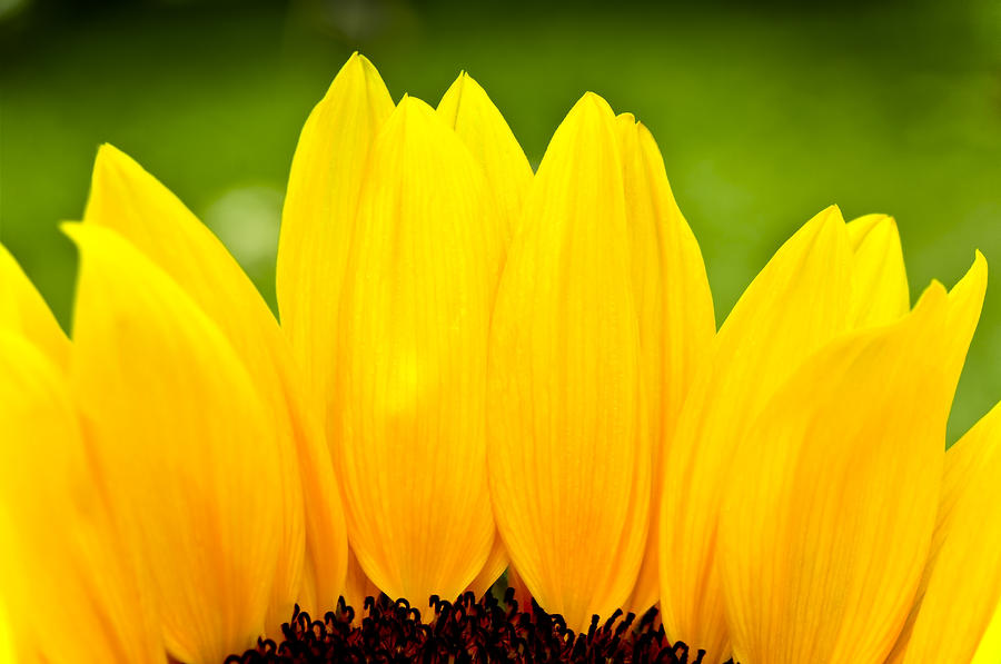 Nature Photograph - Sunflower Petals by Joe Carini - Printscapes