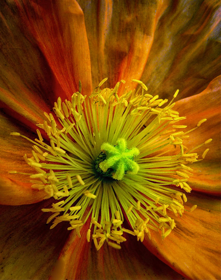 Sunflower Photograph - Sunflower Portrait by John Maloof