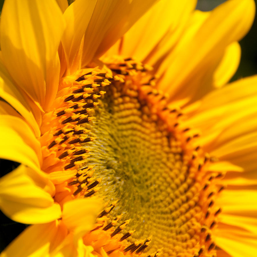 Sunflower portrait Photograph by Rosie Herbert