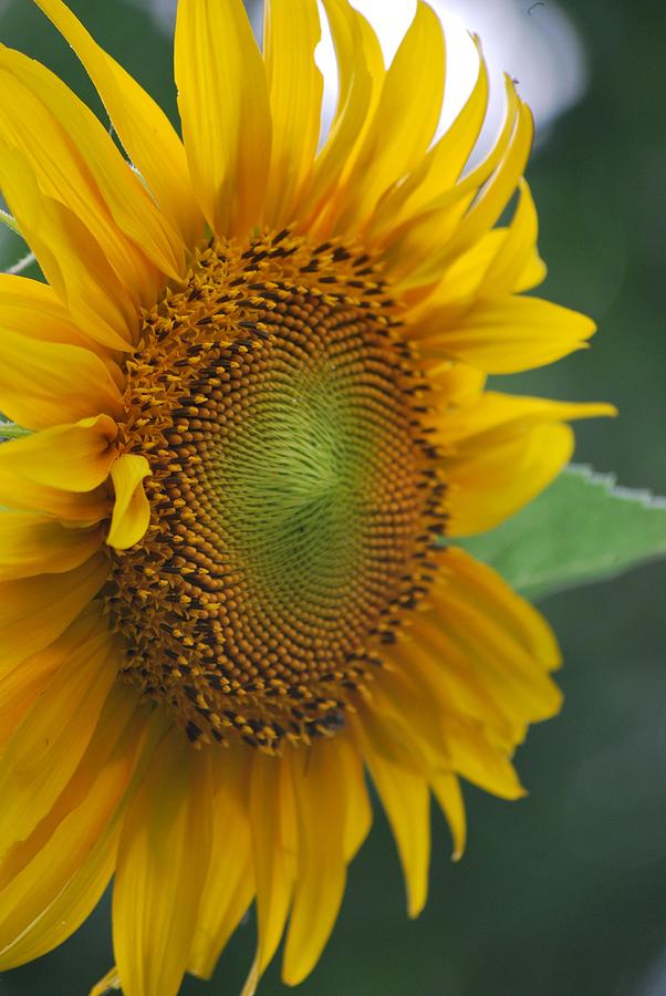 Sunflower Power Photograph by Michelle Cruz | Fine Art America