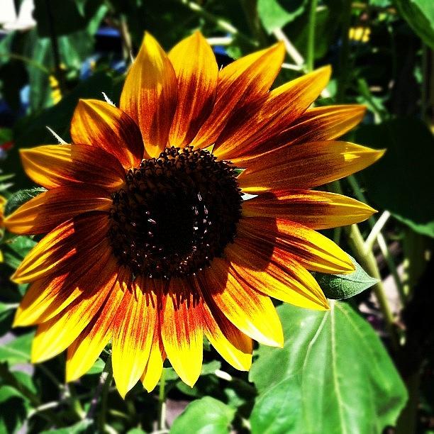 Sunflower Photograph - Sunflower by Rachael Sansing
