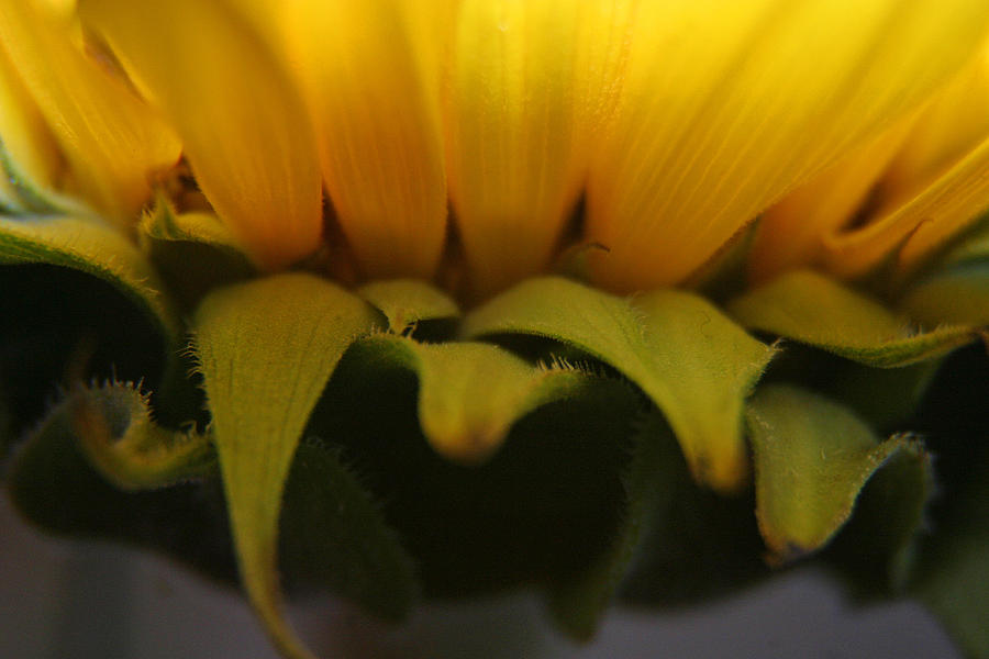Sunflower Photograph - Sunflower Rays by Julie Wall