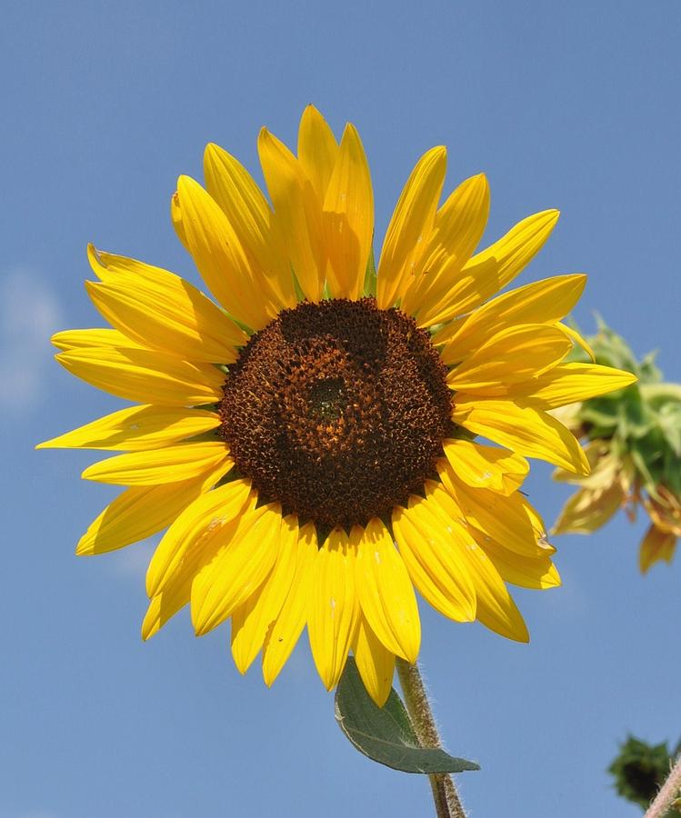 SunFlower Photograph by Rebecca Coors - Fine Art America