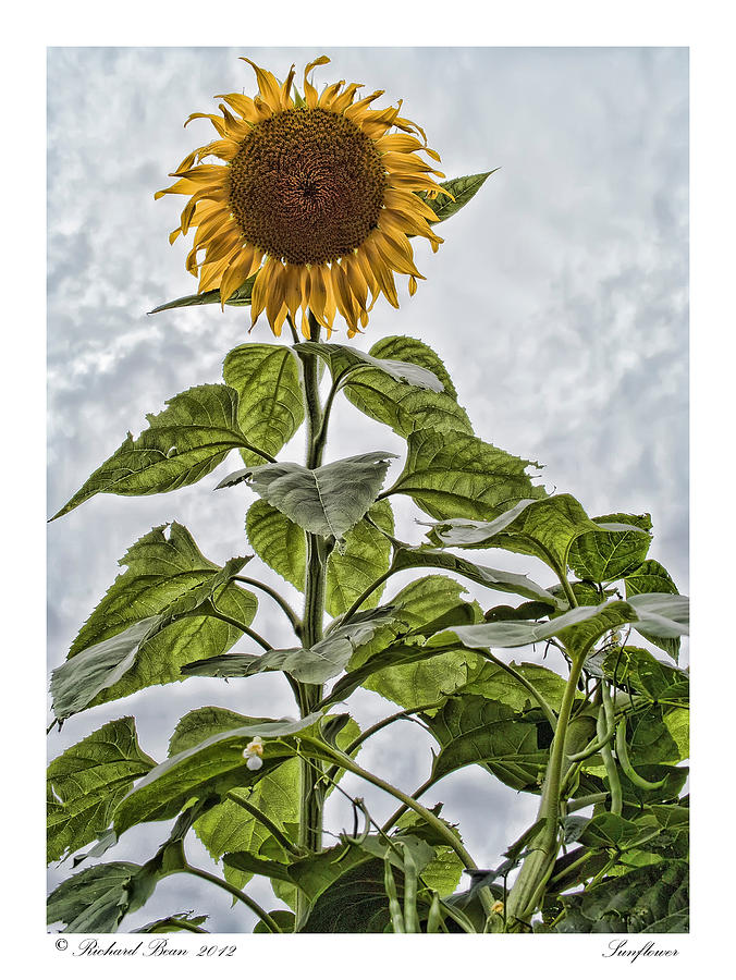 Sunflower Photograph by Richard Bean