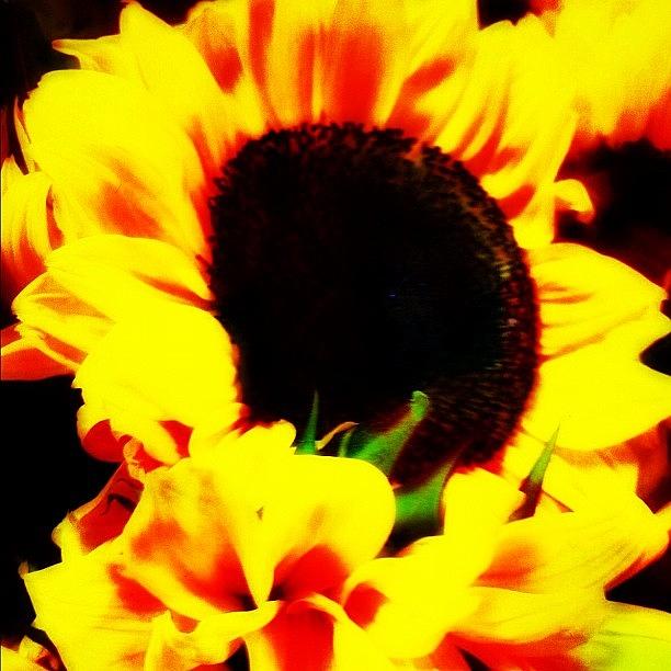 Summer Photograph - Sunflower by Rick  Annette
