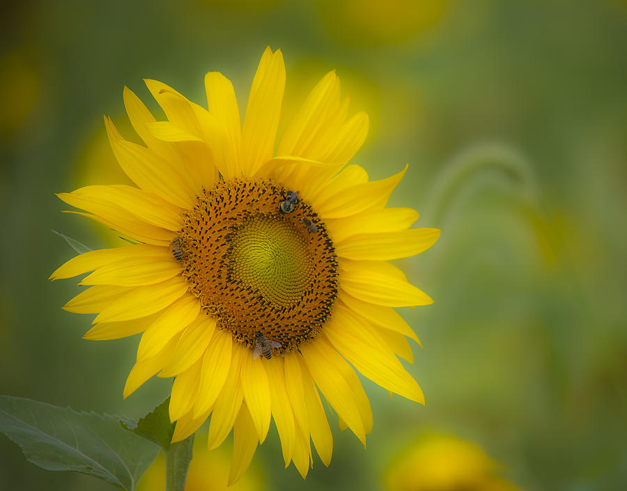 Sunflower Photograph by Rick Hartigan