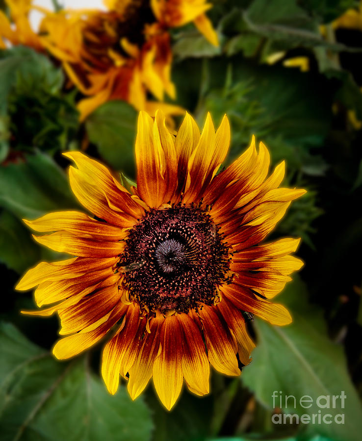 Sunflower Photograph - Sunflower by Robert Bales