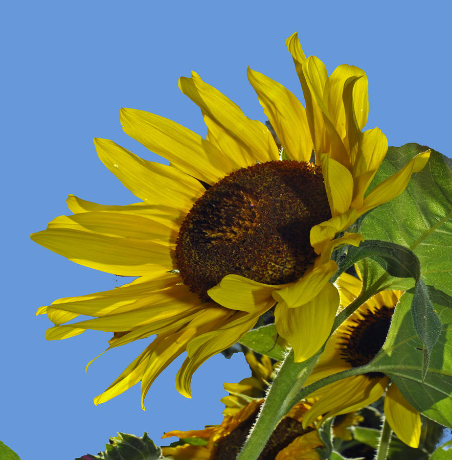 Sunflower Photograph by Rodney Campbell