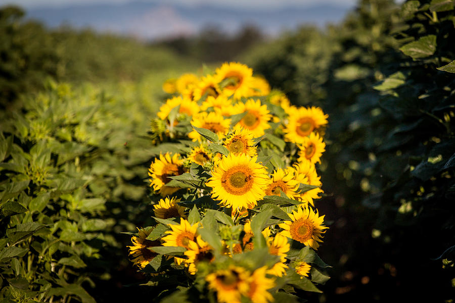 Agriculture Photograph - Sunflower Row 2 by Chris Fullmer