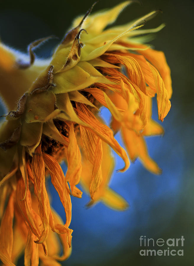 Sunflower Sadness Photograph by Brenda Giasson