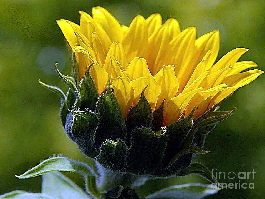 Sunflower Digital Art by Sagarin
