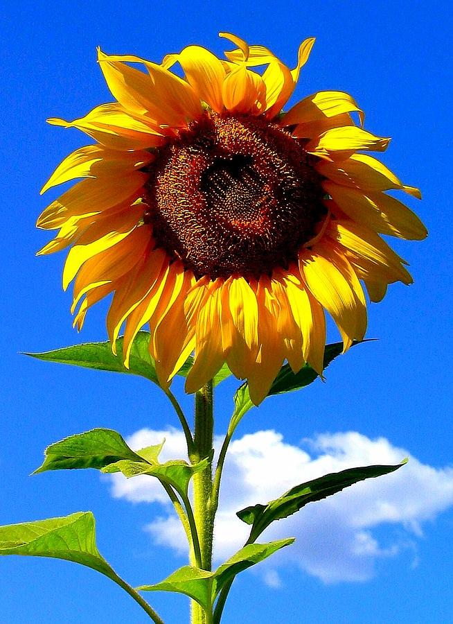Nature Photograph - Sunflower by Scott Brown