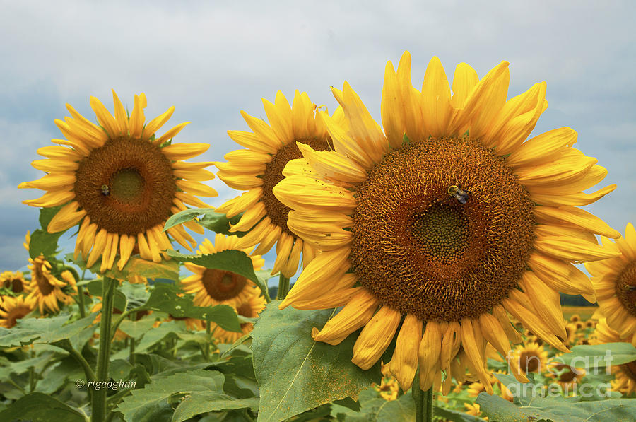 Sunflower Season Photograph by Regina Geoghan - Fine Art America