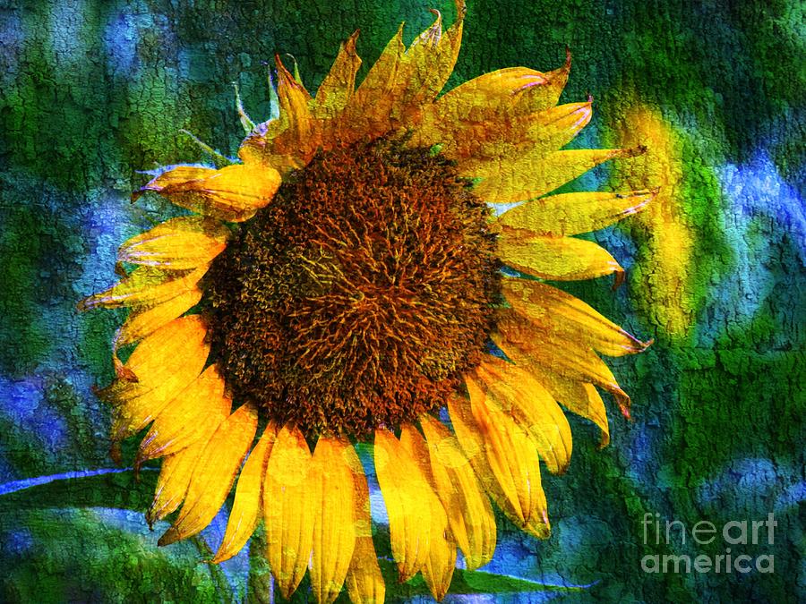 Flower Photograph - Sunflower Seed by Trish Clark