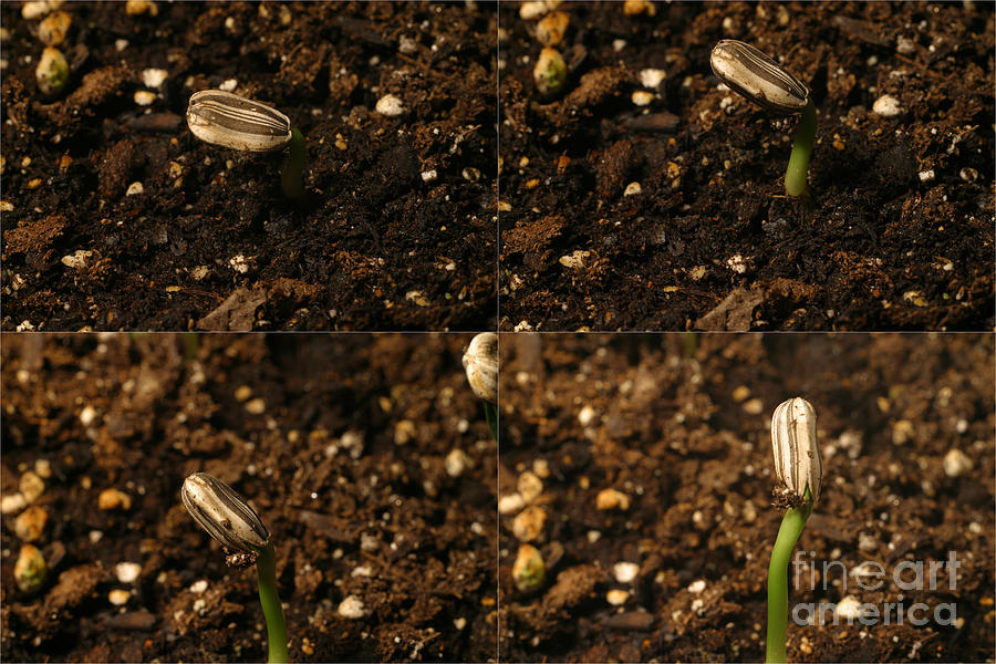 Flower Photograph - Sunflower Seedling Growth Sequence by Ted Kinsman
