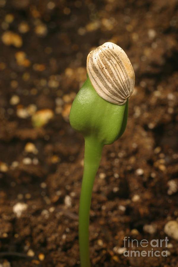 Sunflower Seedling Photograph by Ted Kinsman