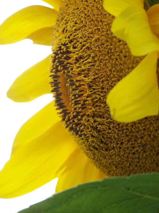 Sunflower Photograph - Sunflower Seeds by Irene Peeples