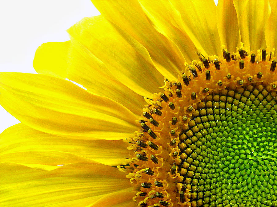 Sunflower Segments Photograph by Bruce Carpenter