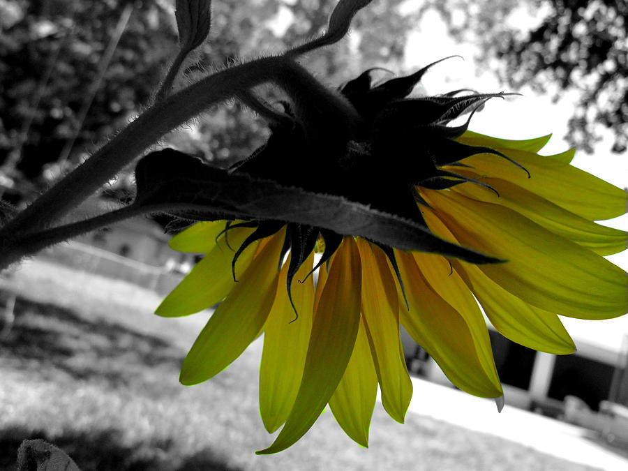 Sunflower selective color Photograph by Judy Wanamaker