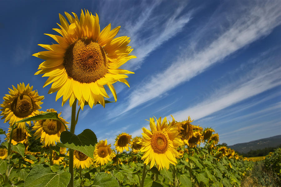 Sunflower Seranade Photograph by Pamela Steege | Fine Art America