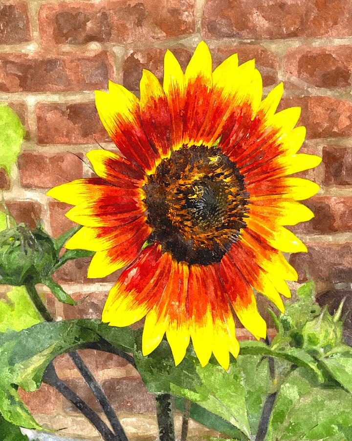 Summer Digital Art - Sunflower SFWC by Jim Brage