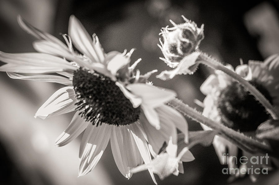 Sunflower Photograph by Sherry Davis