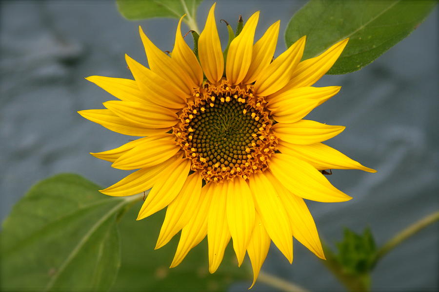 Sunflower Shine Photograph by Mike Stouffer - Fine Art America