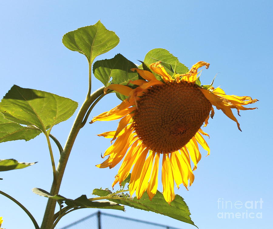 Sunflower shining Photograph by Pamela Walrath