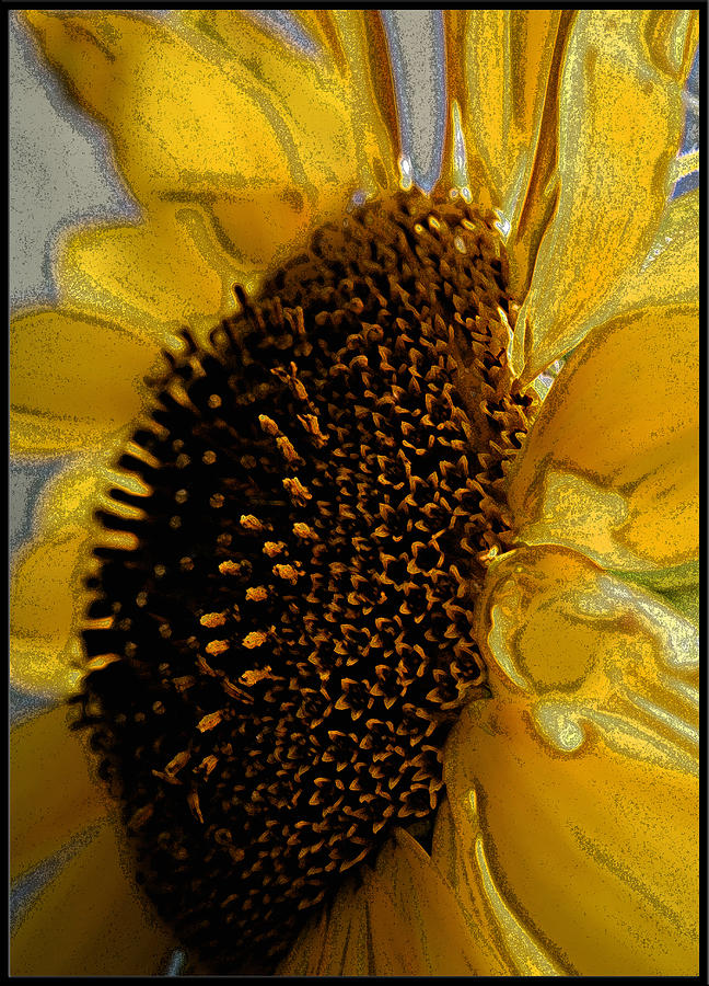 Sunflower Side Photograph by Lou Belcher