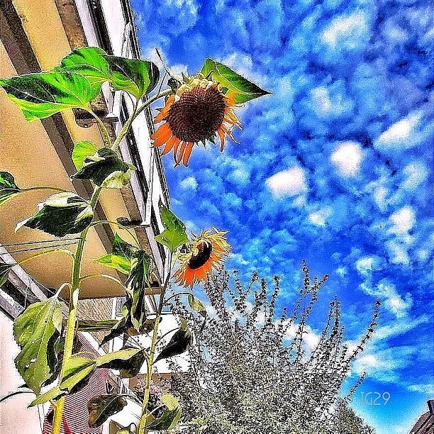 Sunflower Photograph - #sunflower #sky #skyporn #skystyles_gf by Gennadiy S