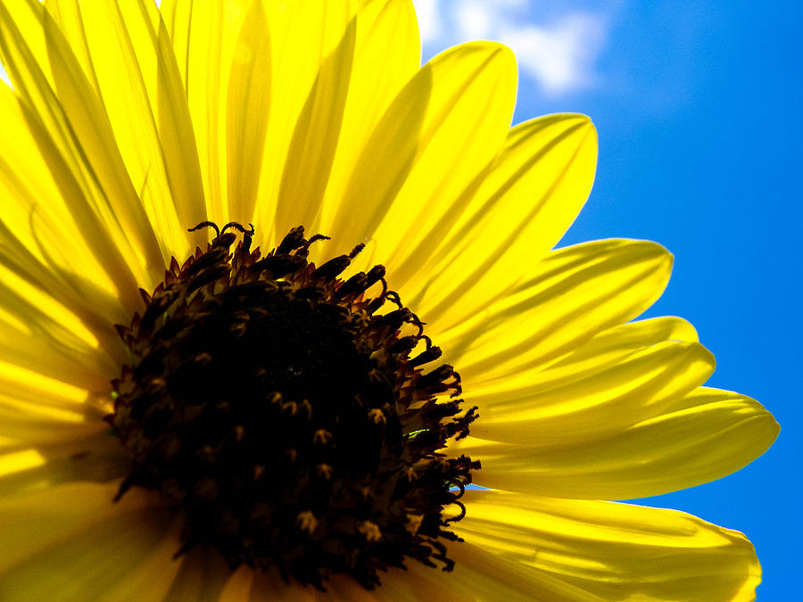 Sunflower Sky Photograph by Stacy Michelle Smith