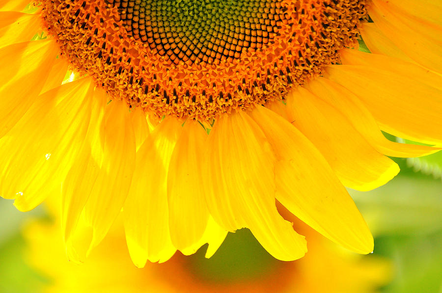 Sunflower Smile by Emily Stauring