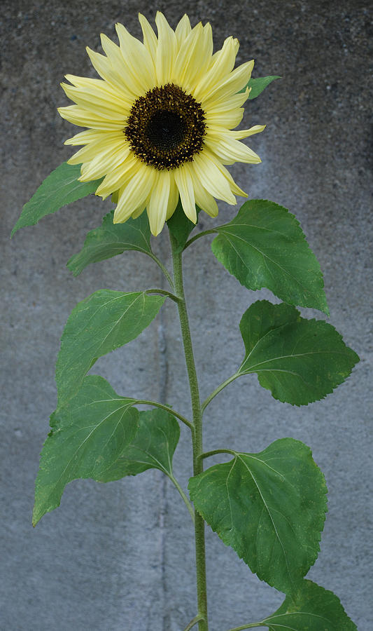 Sunflower Stalk  Photograph by Carol Eliassen