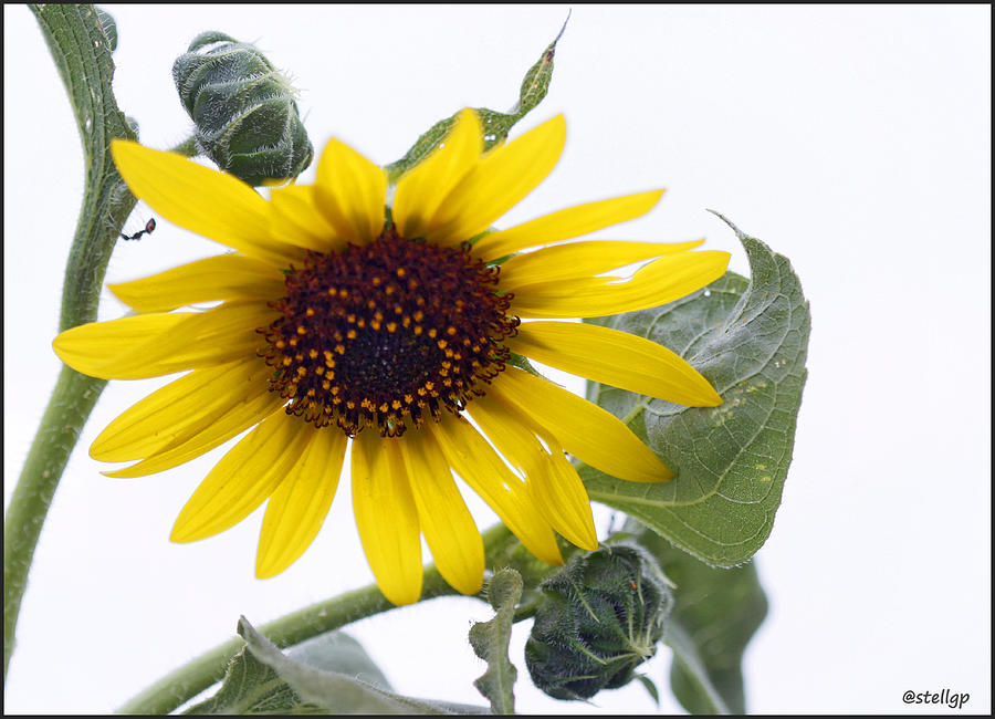 Flower Photograph - Sunflower by Stellina Giannitsi