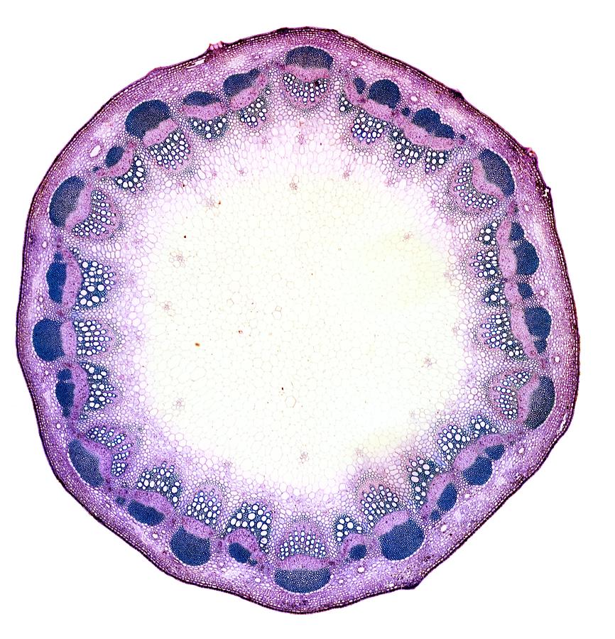 Sunflower Stem Light Micrograph Photograph By Dr Keith Wheeler