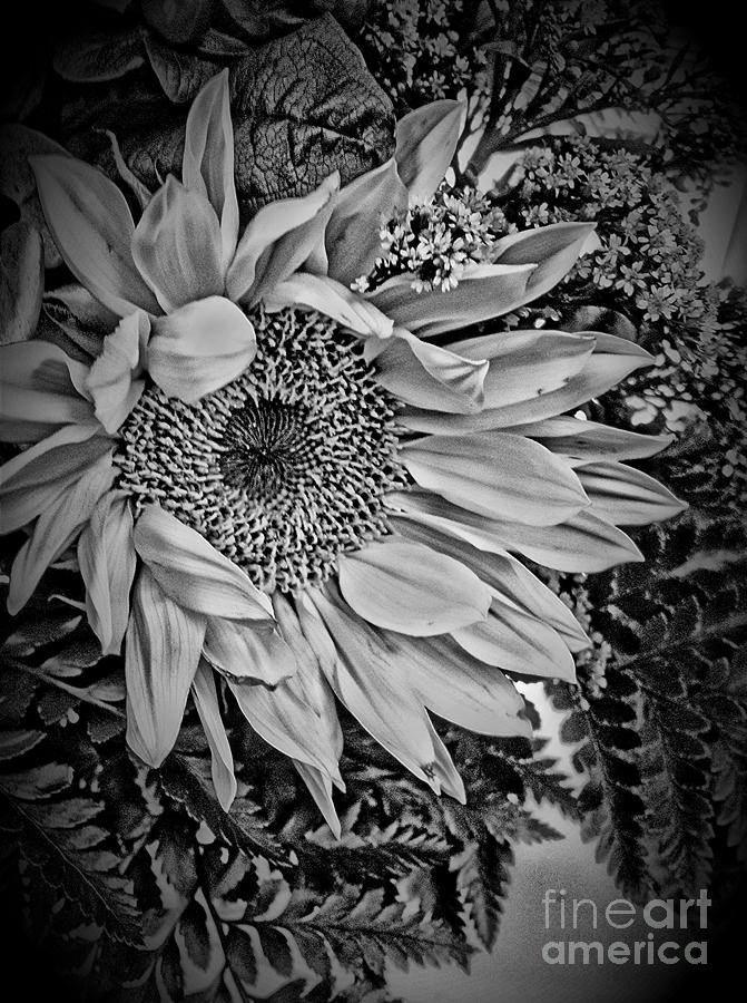 Sunflower Study Photograph