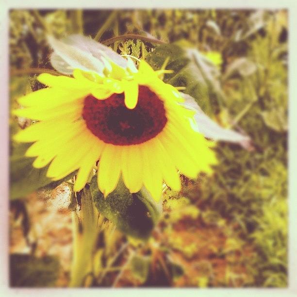 Summer Photograph - #sunflower #summer #hot #flower by Molly Slater Jones