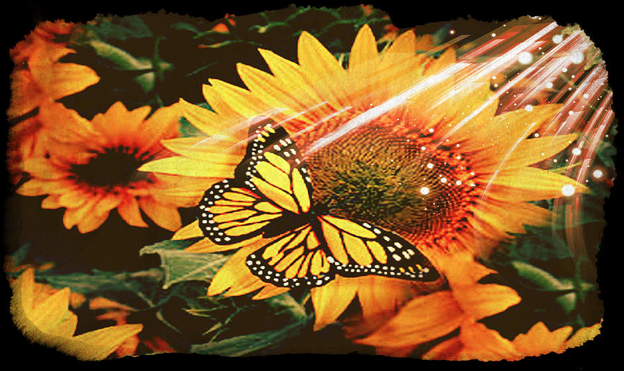 Sunflower Sun Monarch Butterfly Photograph by Debra Miller