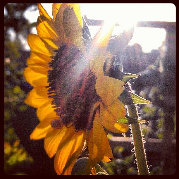 Sunflower Photograph - #sunflower #sun Rays #sunshine #garden by Dave Moore
