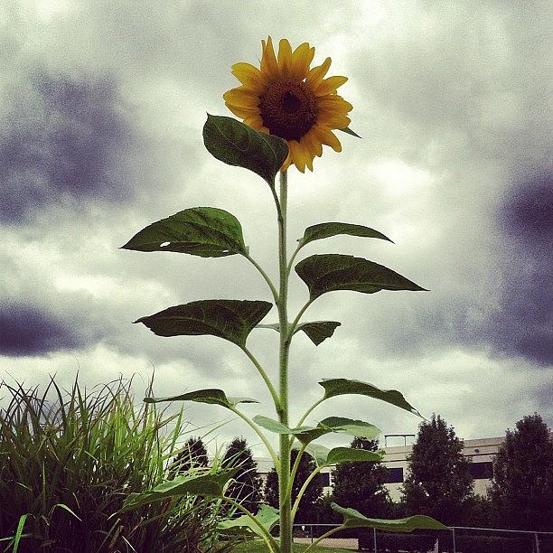 Sunflower Photograph - Sunflower #sunflower by Lisa Thomas