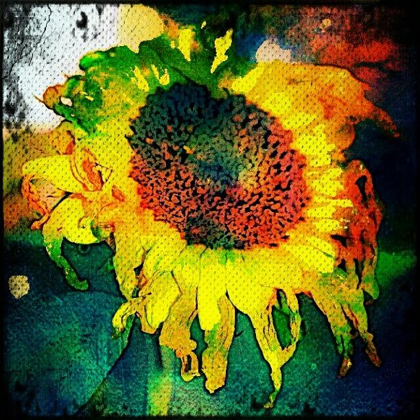 Nature Photograph - Sunflower #sunflower #sunflowers by Daryl Macintyre