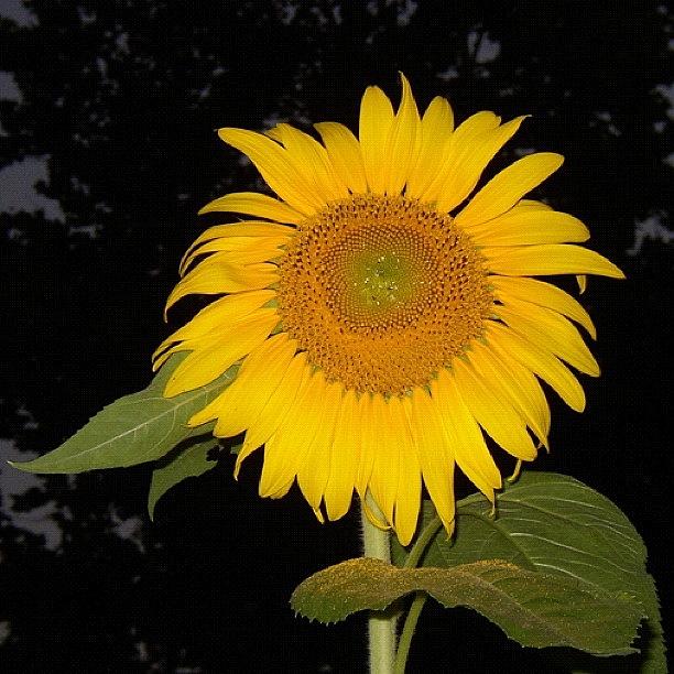 Sunflower Photograph - Sunflower #sunflower #yellow by Lisa Thomas