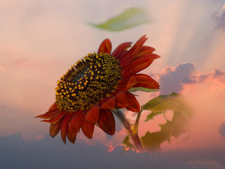 Sunflower Sunrise Digital Art by J Larry Walker