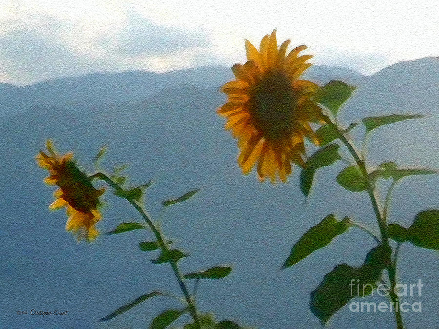 Sunflower Sunset Photograph by Cristophers Dream Artistry